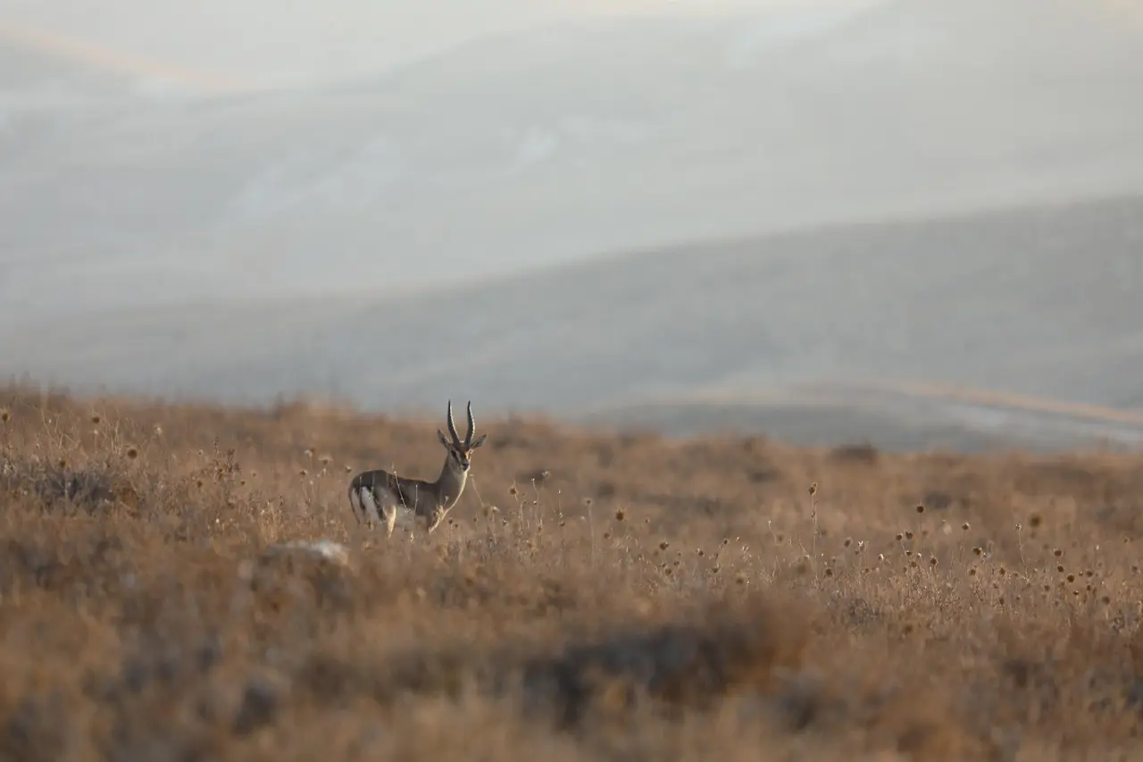 Kan antilope-krydsord gøre pausen i haven mere afslappende?